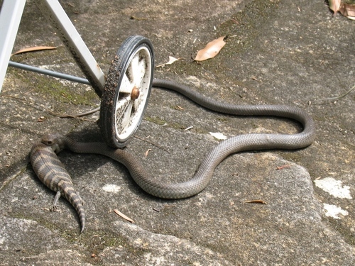 Pseudonaja textilis