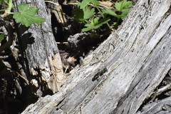 Hoplitis fulgida fulgida