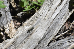 Hoplitis fulgida fulgida