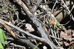 Hoplitis fulgida fulgida