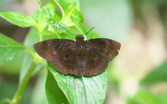 Aethilla echina