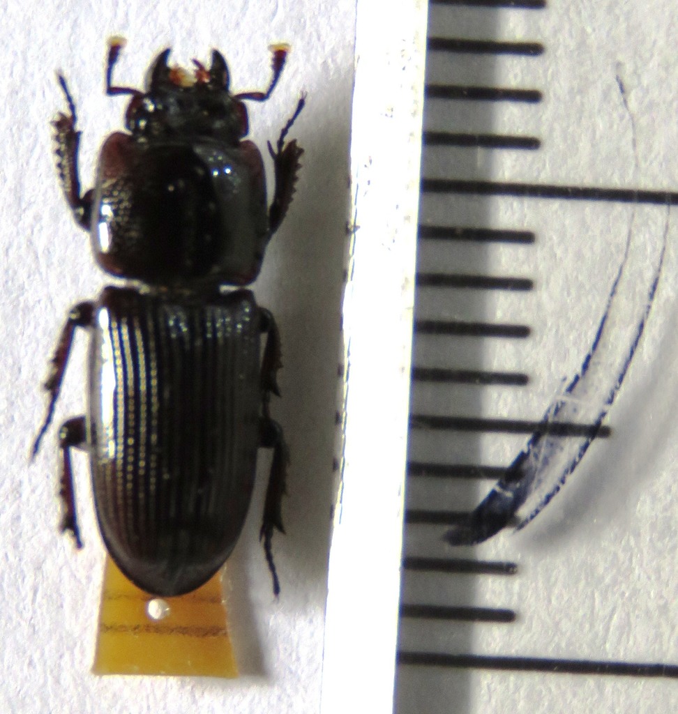 Figulus daitoensis