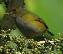Orange-Bellied Euphonia photo 4