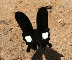 Papilio prexaspes