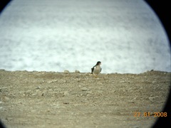 Daptrius albogularis