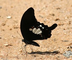 Papilio prexaspes