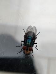Cochliomyia