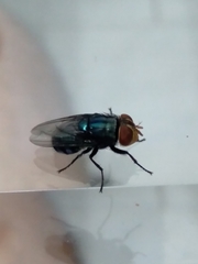 Cochliomyia
