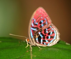 Paralaxita damajanti