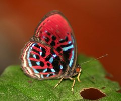 Paralaxita orphna