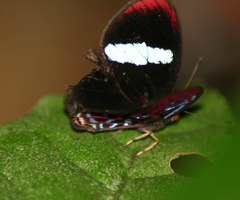 Paralaxita orphna
