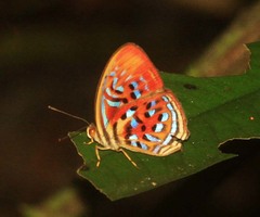 Paralaxita telesia