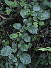 Rubus wallichianus