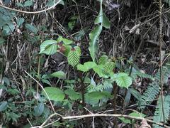 Rubus wallichianus
