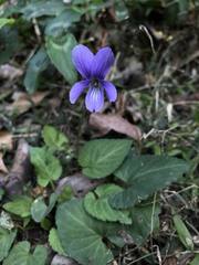Viola inconspicua nagasakiensis