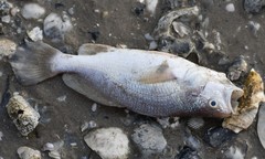 Stellifer lanceolatus