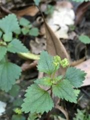 Nanocnide japonica