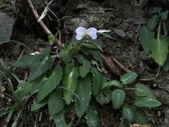 Viola nagasawae