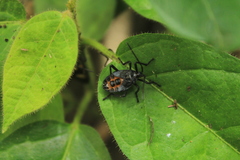 Sephina formosa