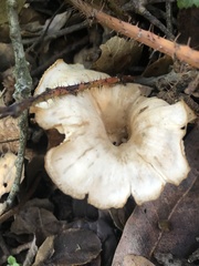 Clitocybe salmonilamella