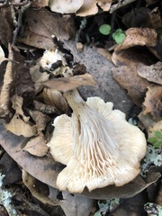 Clitocybe salmonilamella