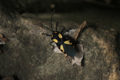 Sephina formosa