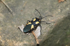 Sephina formosa