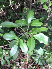 Hypelate trifoliata
