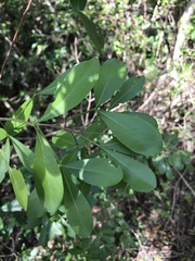 Hypelate trifoliata