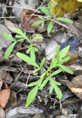 Hypelate trifoliata
