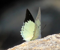 Polyura delphis