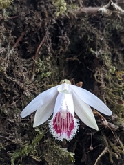 Pleione humilis