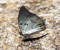 Polyura delphis