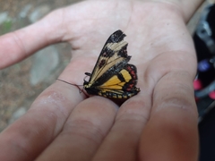 Dysschema centenaria