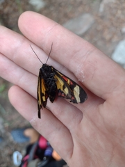 Dysschema centenaria