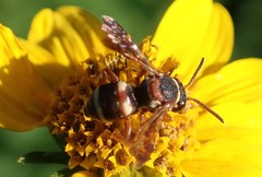 Epeolus bifasciatus