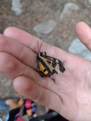 Dysschema centenaria