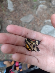 Dysschema centenaria