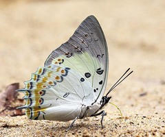 Polyura delphis