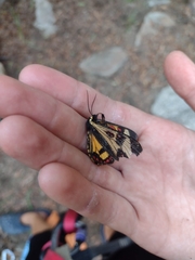 Dysschema centenaria