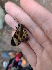 Dysschema centenaria