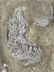 Pycnodonte howelli