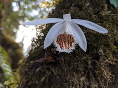 Pleione humilis