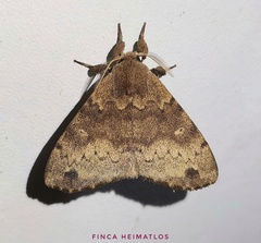 Apatelodidae