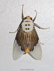 Ischnognatha semiopalina
