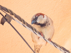 Passer domesticus