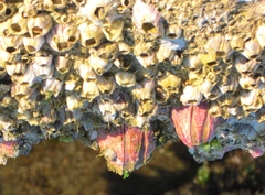 Megabalanus coccopoma