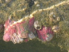 Megabalanus coccopoma