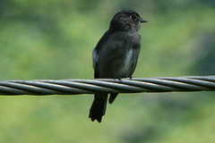 Muscicapa sibirica