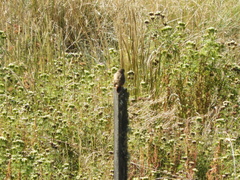 Phacellodomus striaticeps